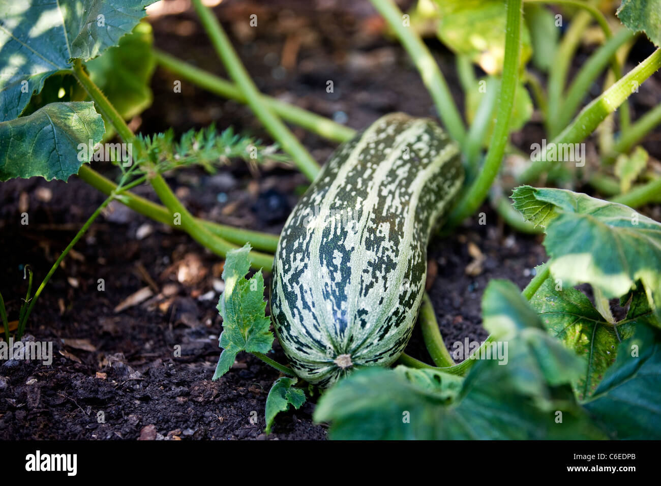 A marrow growing in a vegetable patch Stock Photo