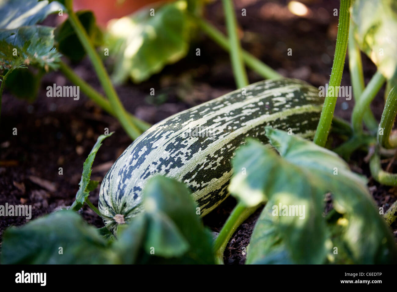 A marrow growing in a vegetable patch Stock Photo