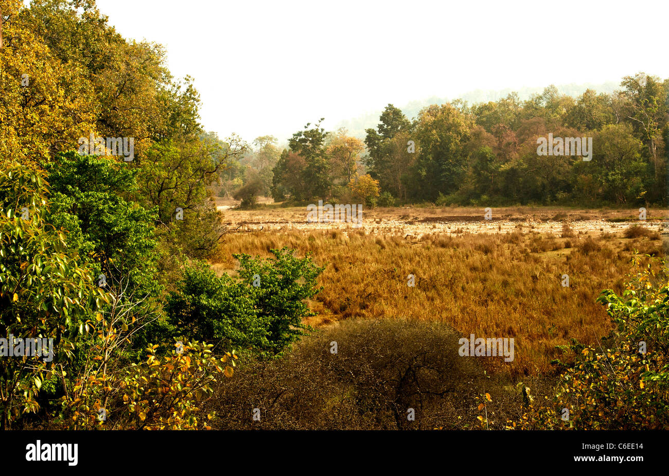 Forest ChillaRajaji National ParkUttarakhandIndia Stock Photo Alamy