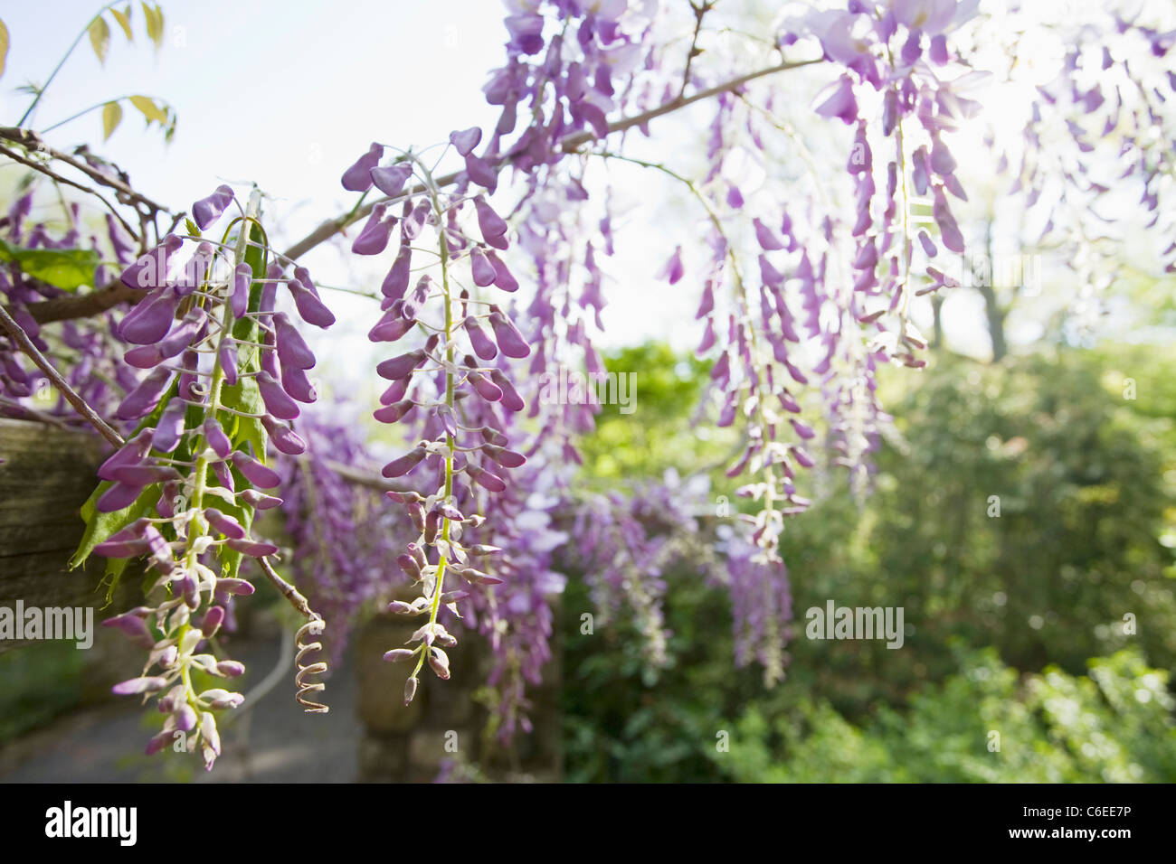 Flower buds wisteria hires stock photography and images Alamy