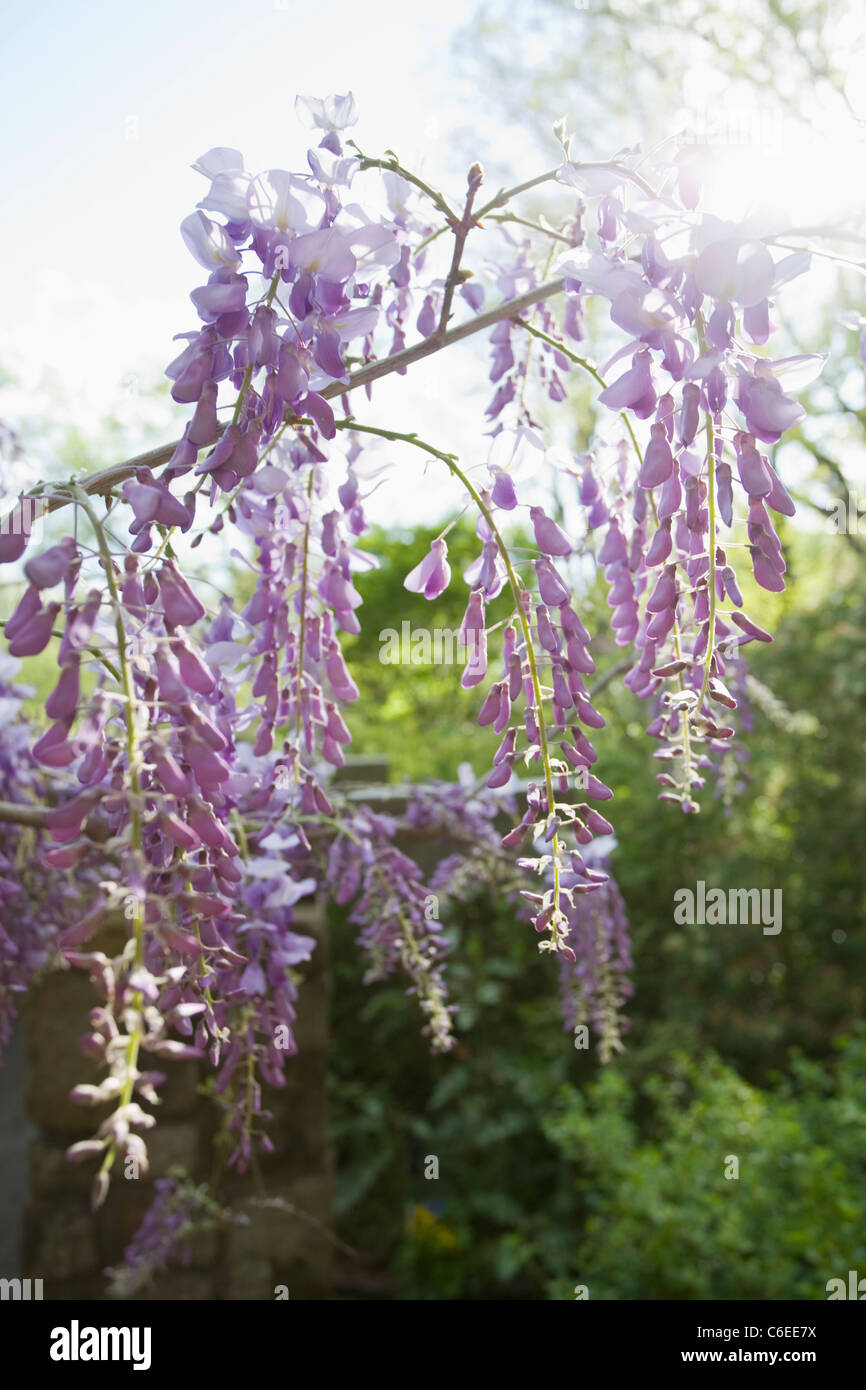 Flower buds wisteria hires stock photography and images Alamy