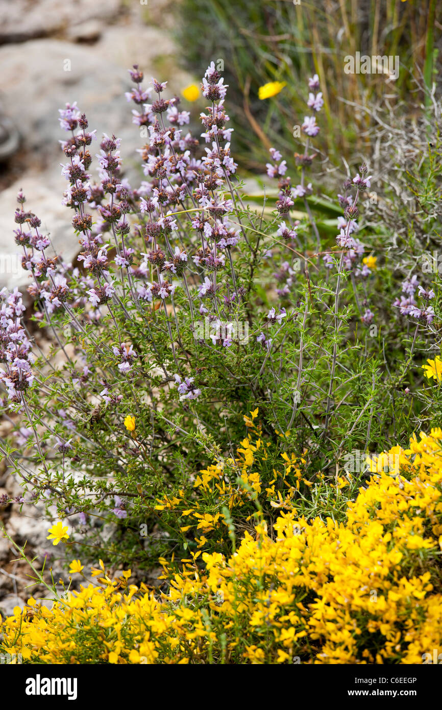 Wild Flowers of the Mediterranean,Aegean,Aegean Islands,Kalamata,Methone Castle,Peloponnese,Greece Stock Photo