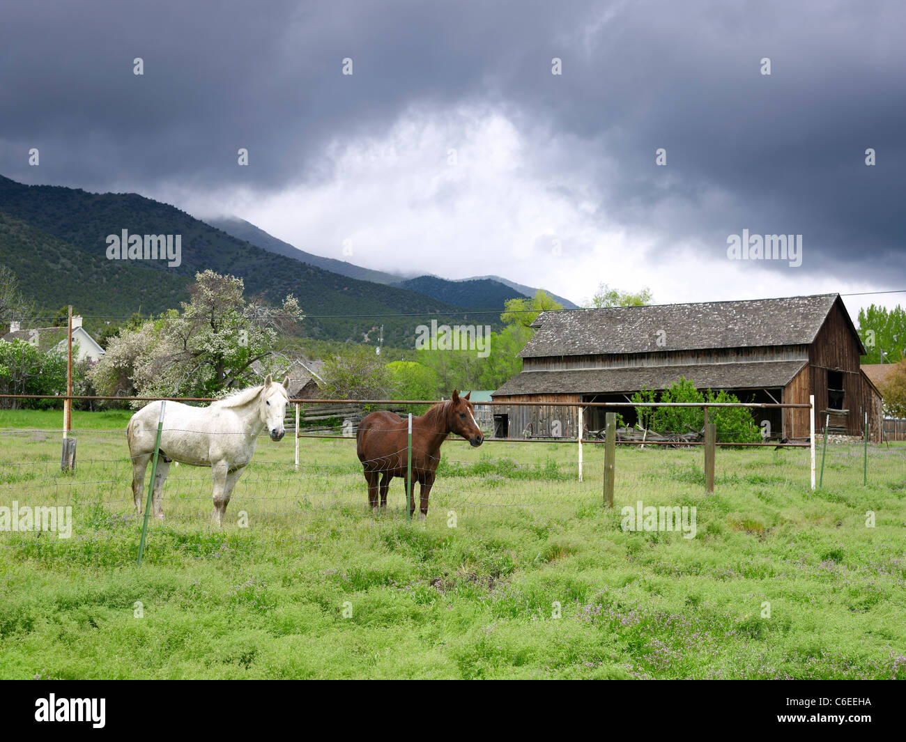 USA, Utah, Horses on ranch Stock Photo Alamy