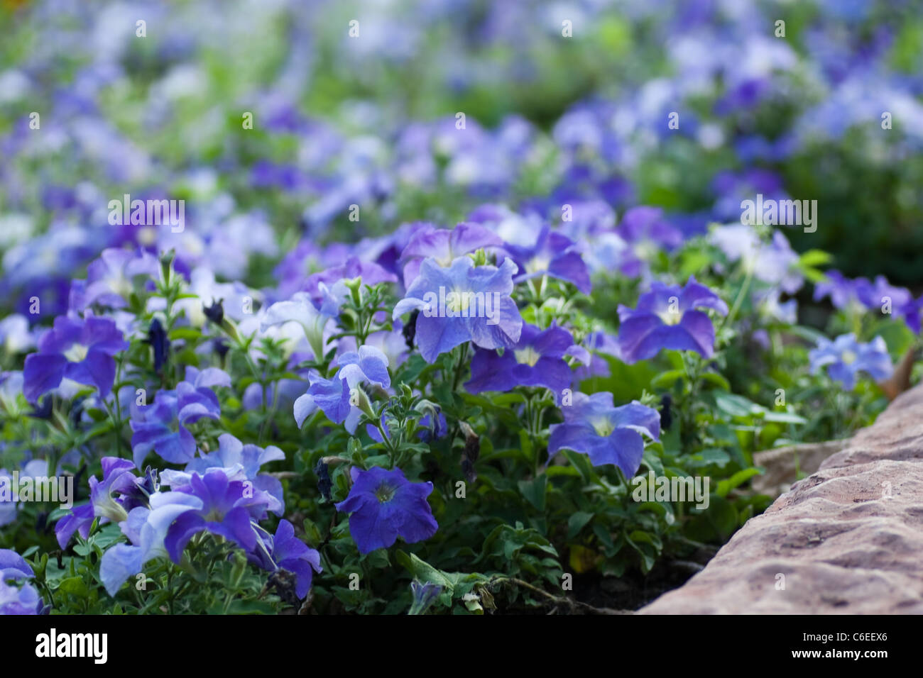Petunia flower bed hi-res stock photography and images - Alamy