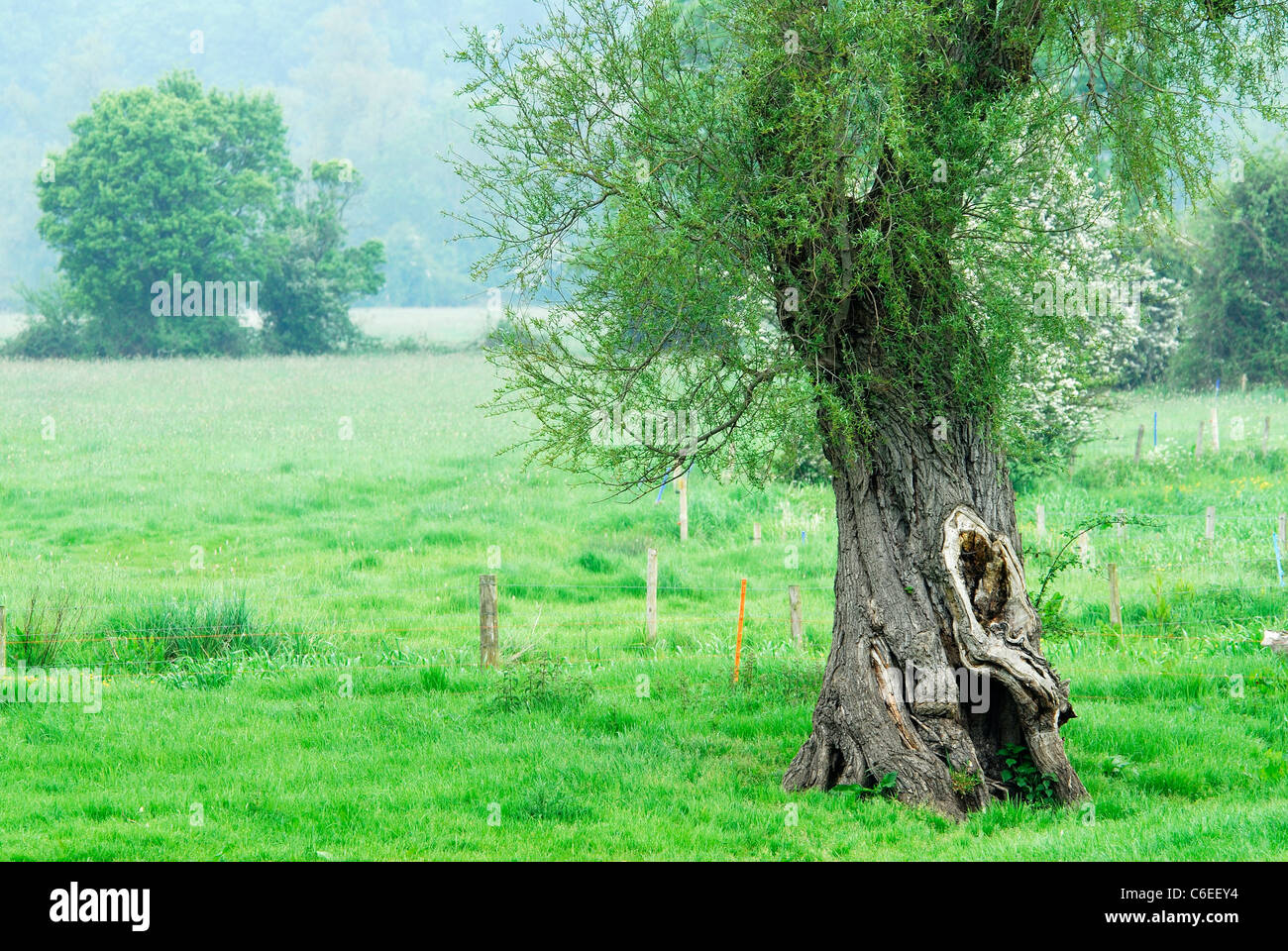 An old willow tree near the River Stour in Dorset UK Stock Photo Alamy