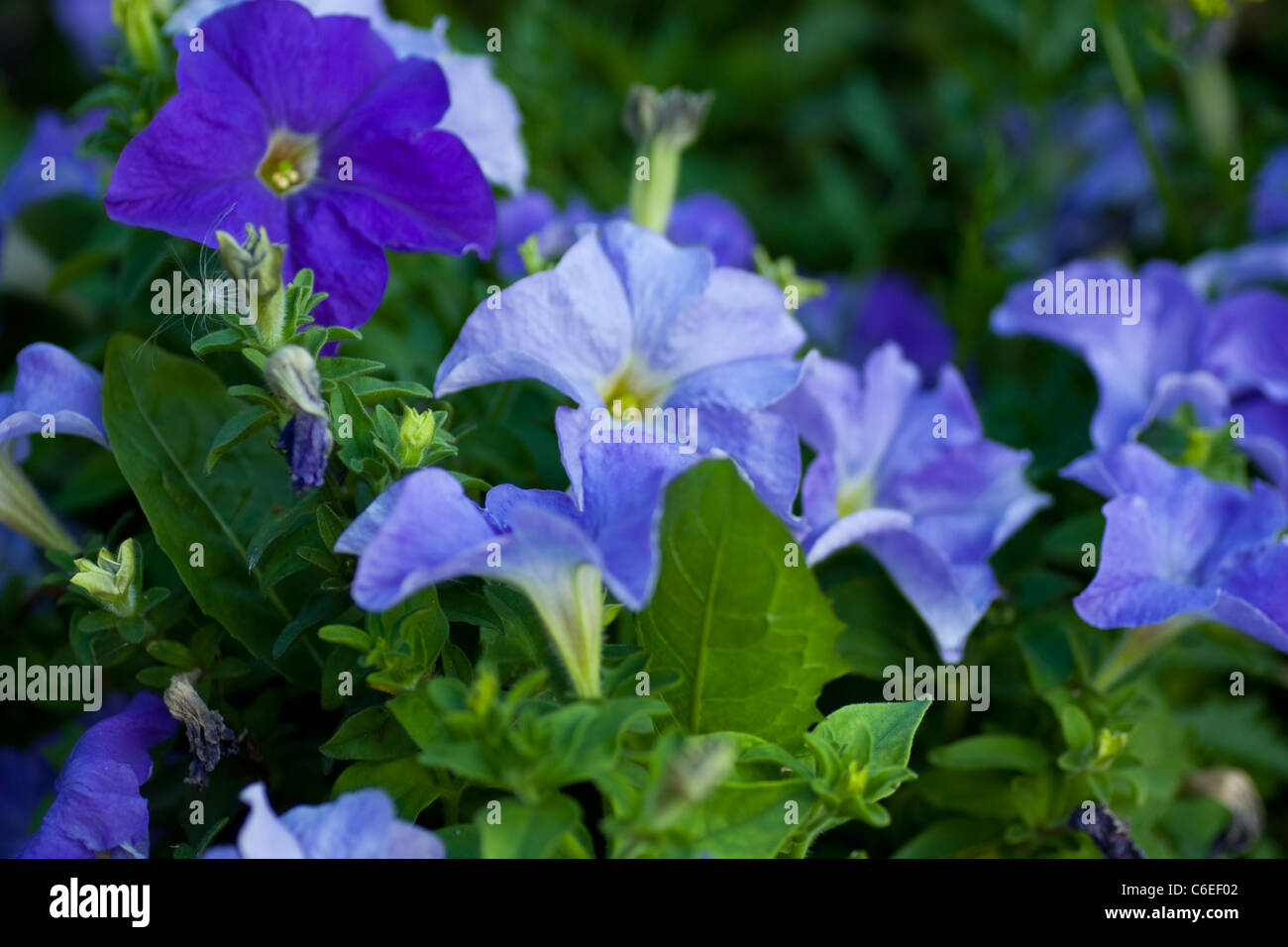 Petunia flower Stock Photo
