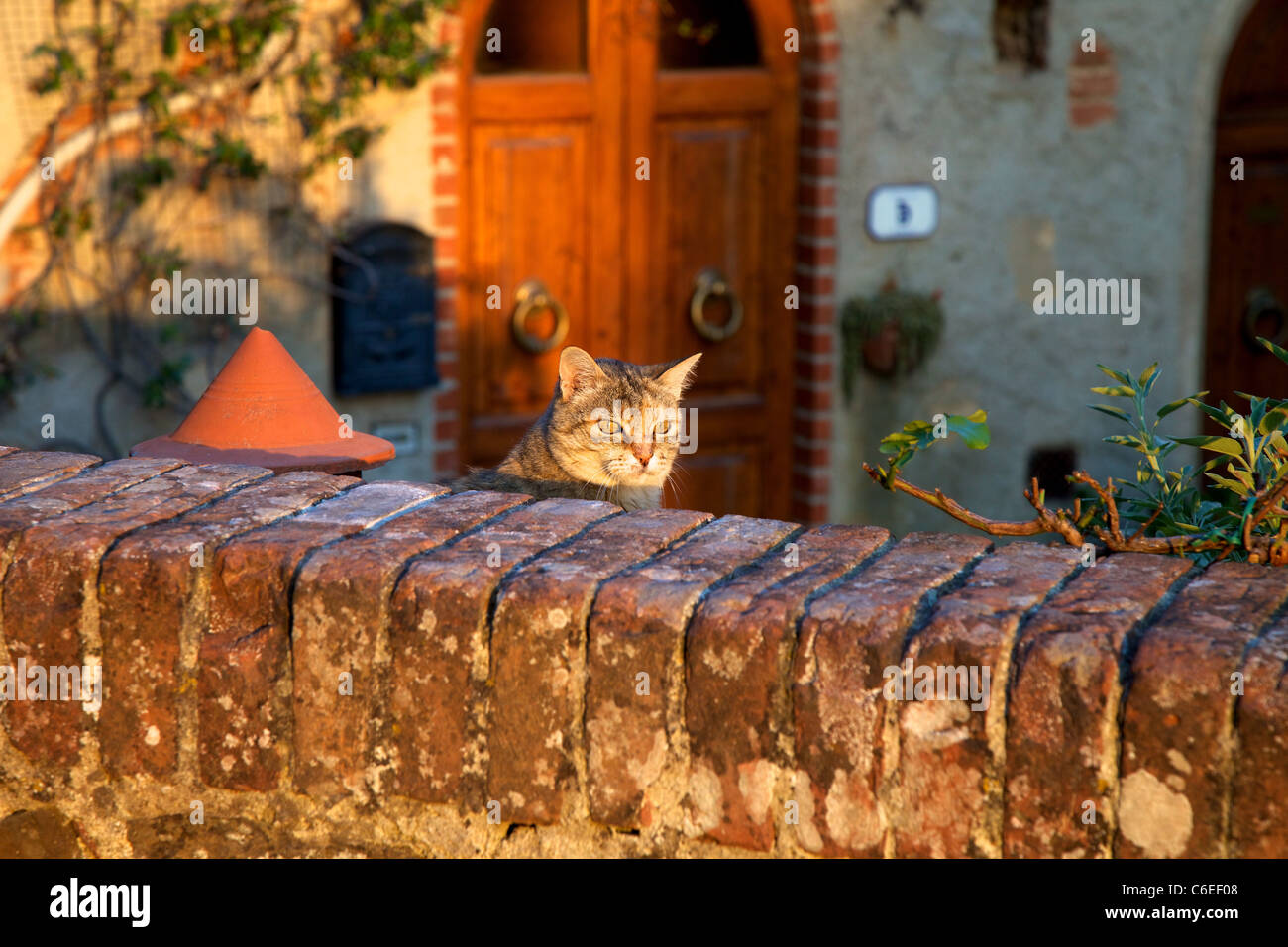 A cat at sunset Stock Photo - Alamy