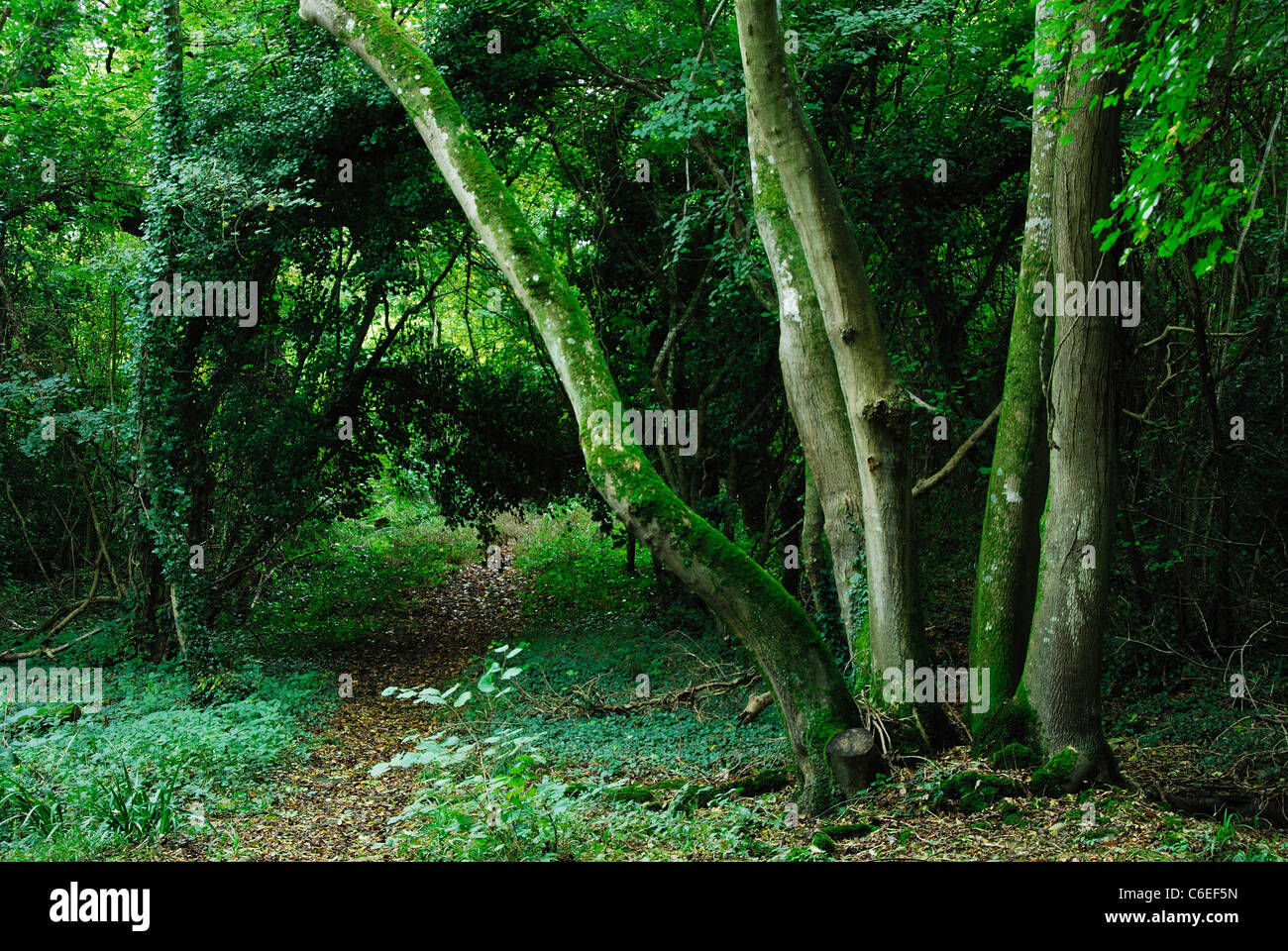 Langton Wood East Dorset UK Stock Photo Alamy