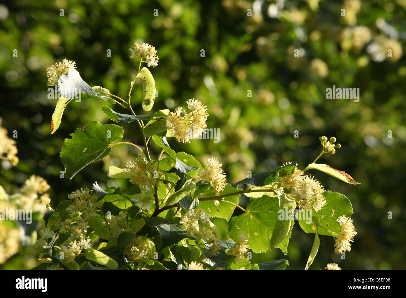 Small-leaved Lime tree (Tilia cordata) flowering. Location: Male Karpaty, Slovakia. Stock Photo