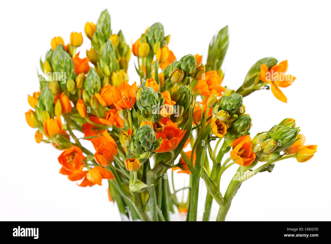 orange freesia Stock Photo Alamy