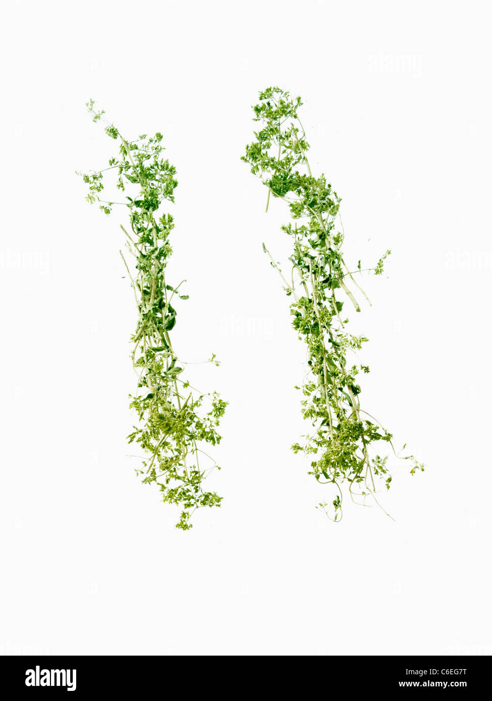 Ground lemon grass hi-res stock photography and images - Alamy