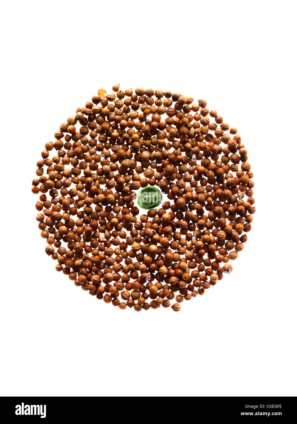 Studio shot of Cardamom Seeds and Pea Seed on white background Stock