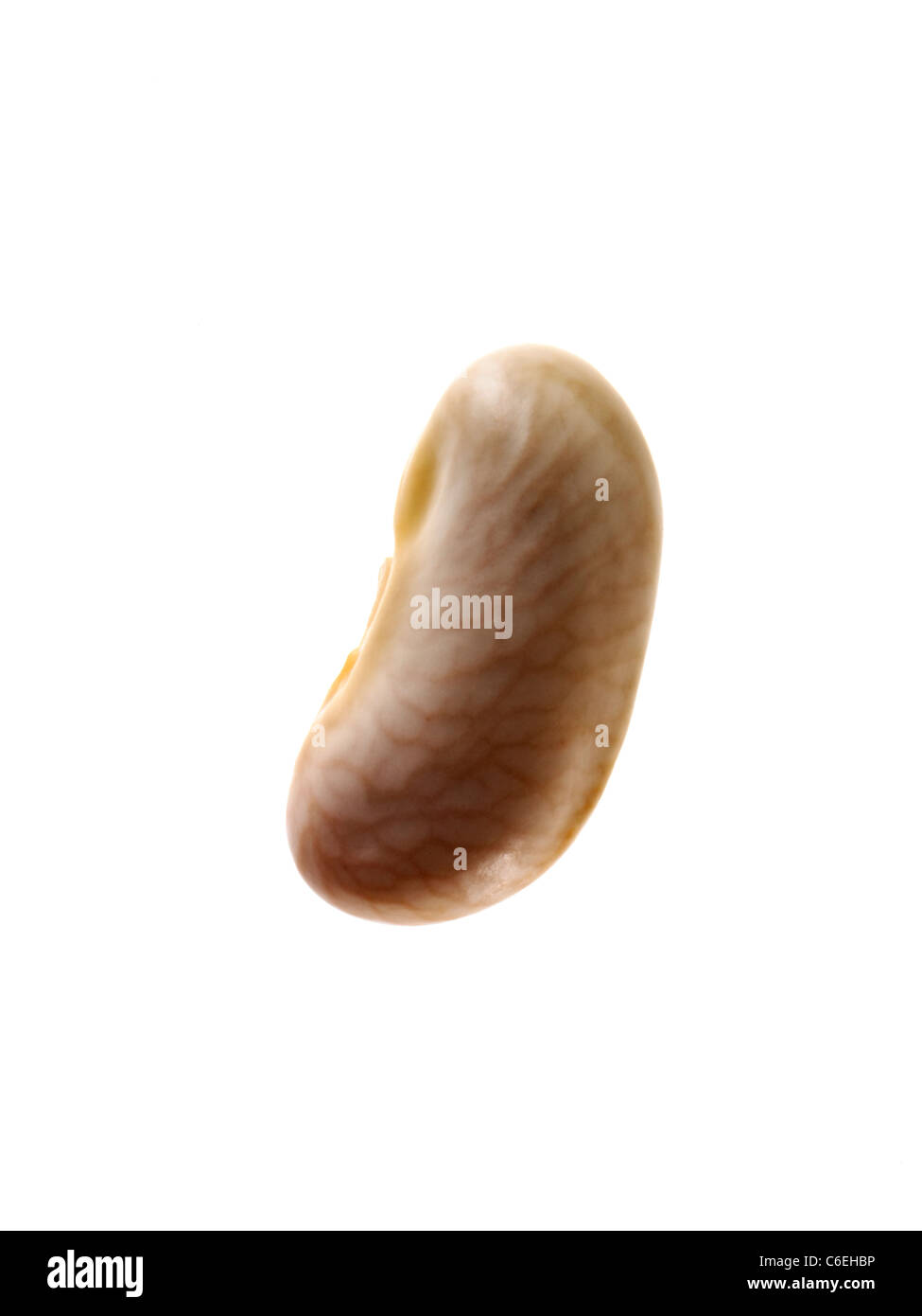 Close-up of white bean seed, studio shot Stock Photo