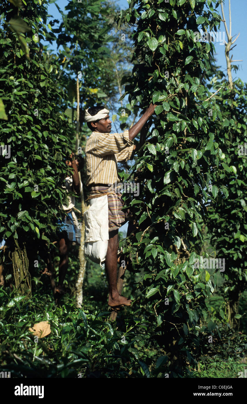 INDIA Kerala, Cardamom Hills, Idukki, Peermade Development Society (PDS