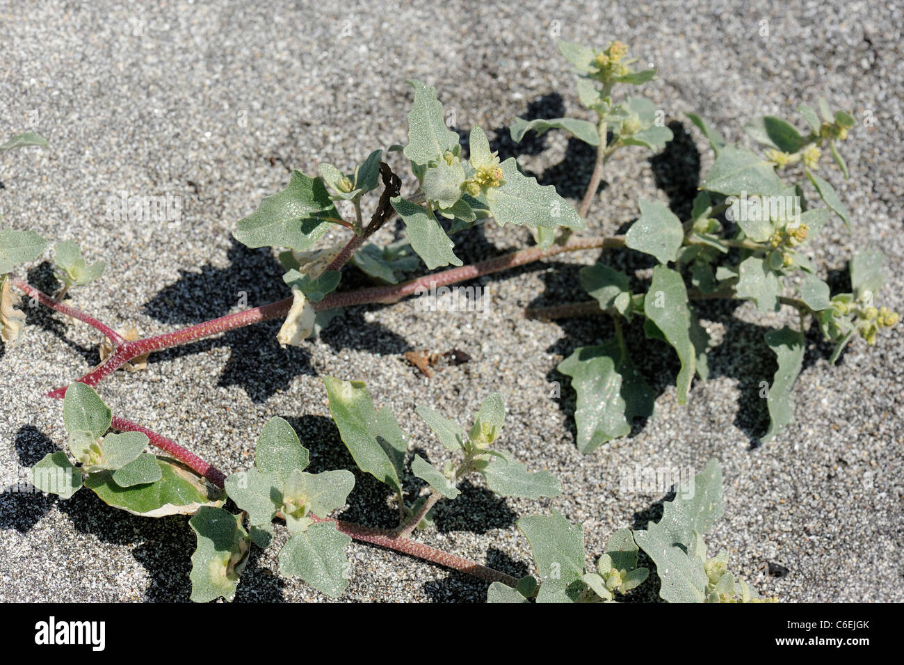 Frosted Orache, atriplex laciniata Stock Photo