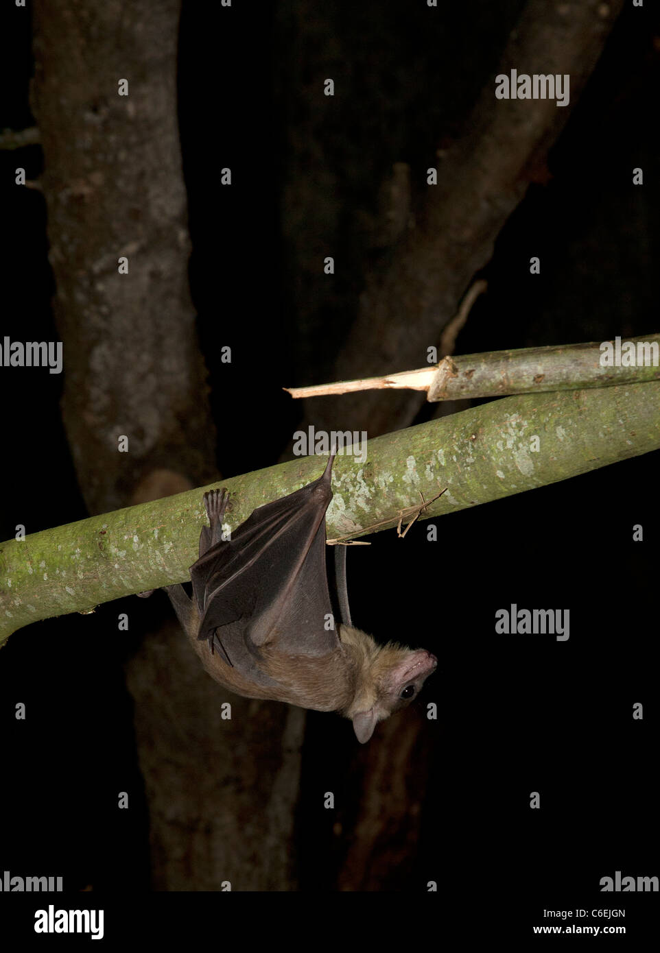 Fruit Bat (Rousettus aegyptiacus) Stock Photo