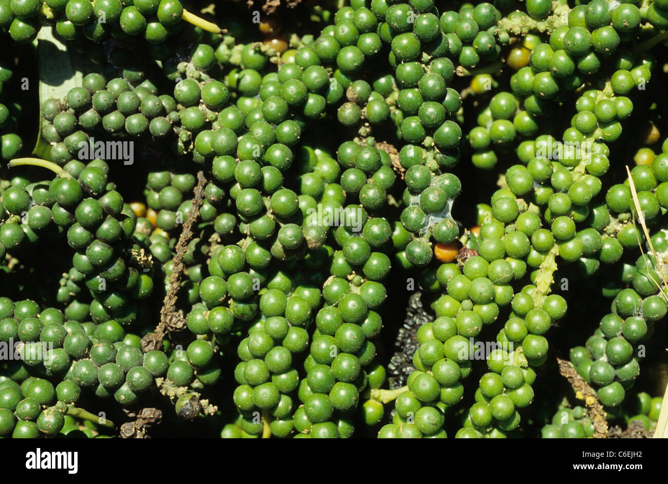 INDIA Kerala, fair trade and organic pepper harvest at Sahyadri Farmers Consortium Stock Photo