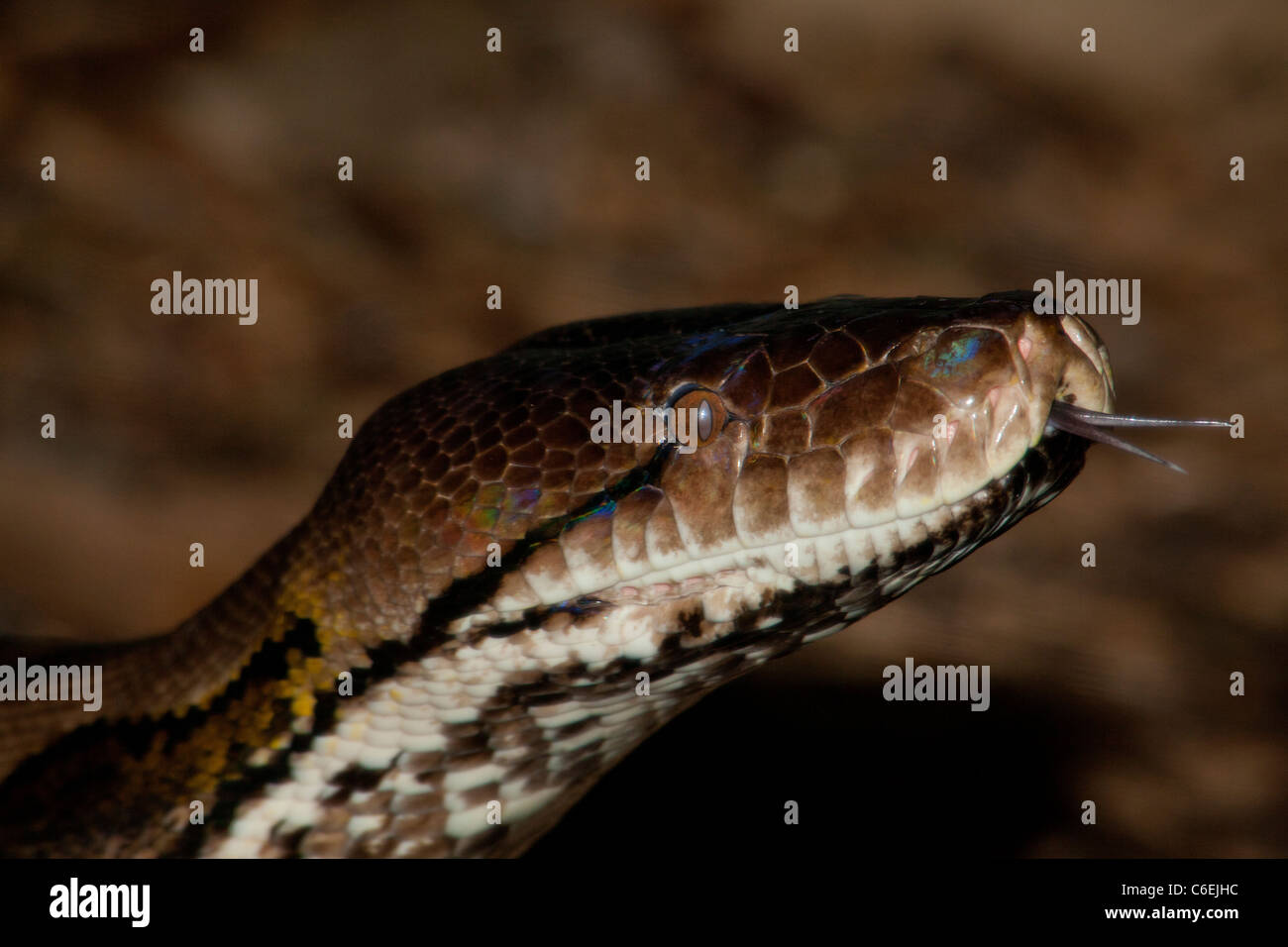 Recticulated Python (Python reticulatus Stock Photo - Alamy