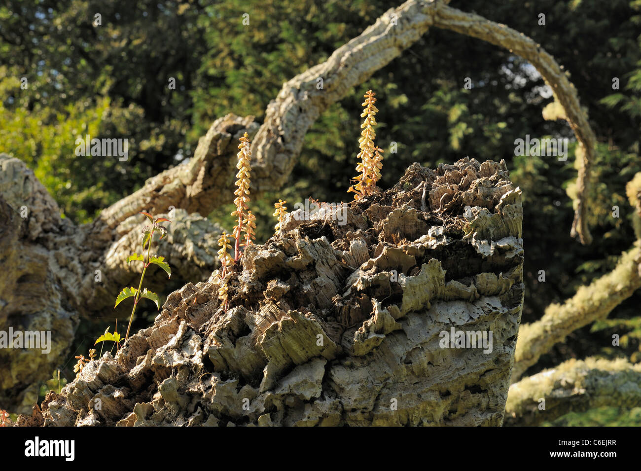 Navelwort (Umbilicus rupestris) growing in the bark of a felled tree Stock Photo