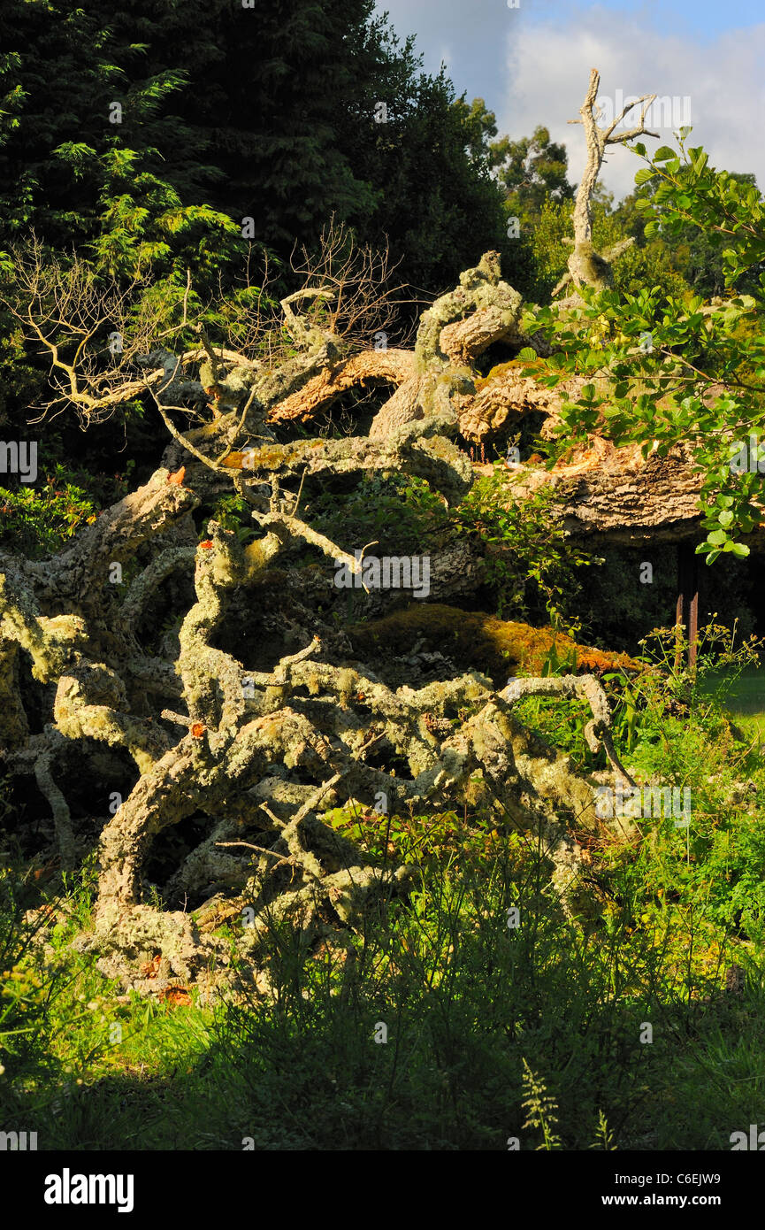 Quercus suber (Cork oak), felled Stock Photo
