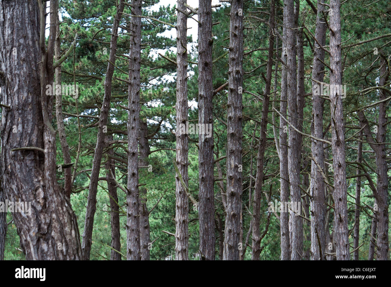 Scots Pine Trees trunks Stock Photo Alamy