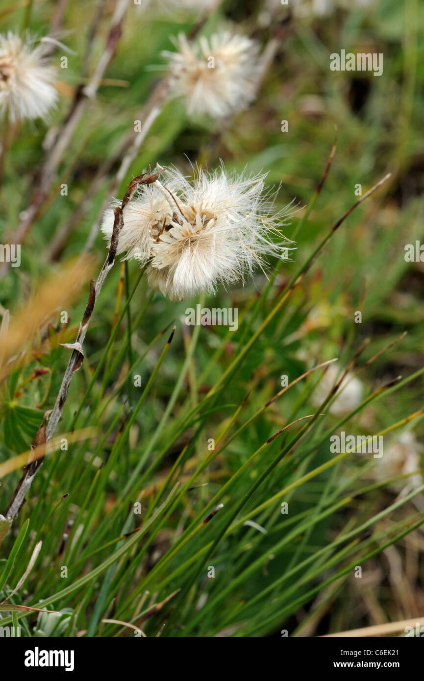 Mountain Everlasting seed head, antennaria dioica Stock Photo