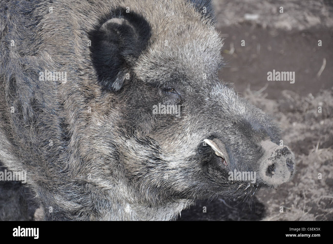Wild boar tusks hi-res stock photography and images - Alamy