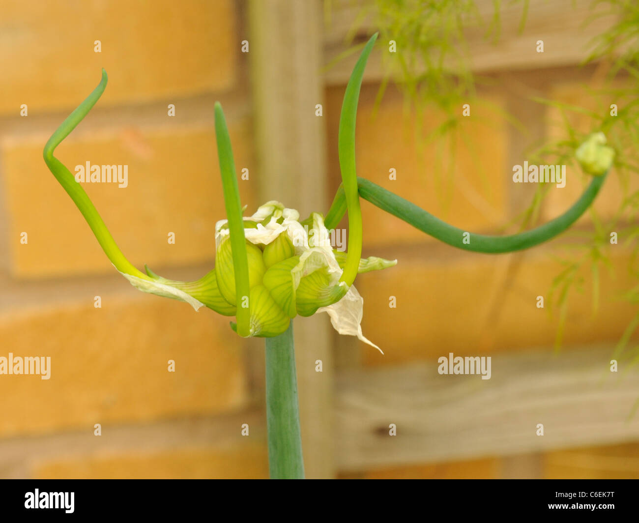 Egyptian Onion or Tree Onion, allium × proliferum, with bulblets Stock