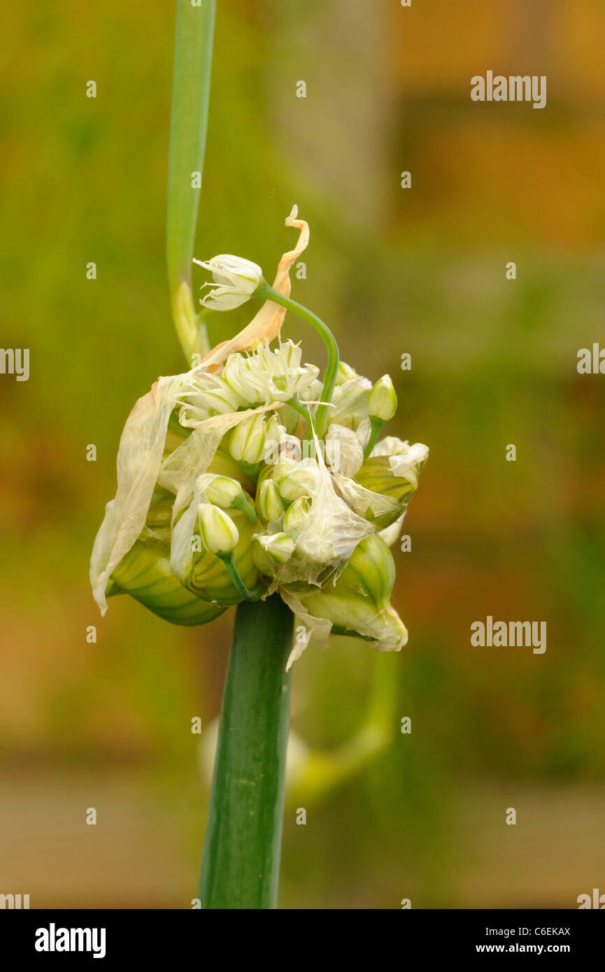 Egyptian Onion or Tree Onion, allium × proliferum, with bulblets Stock