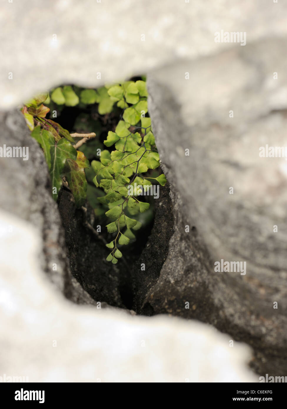 Maidenhair Fern, adiantum capillus-veneris growing in a Gryke on the Burren Stock Photo