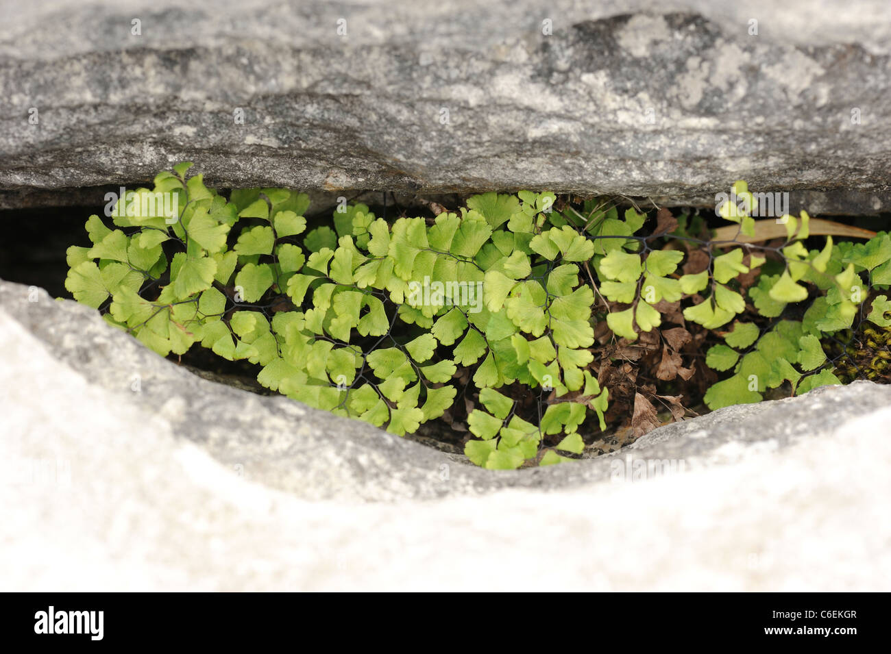 Maidenhair Fern, adiantum capillus-veneris growing in a Gryke on the Burren Stock Photo