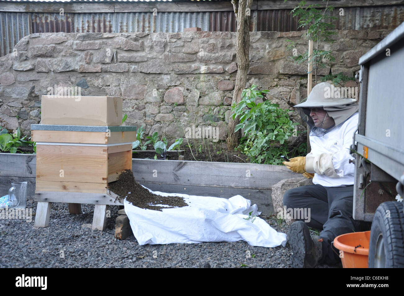 Swarm of bees being introduced into new hive. Ballater, Scotland, UK Stock Photo