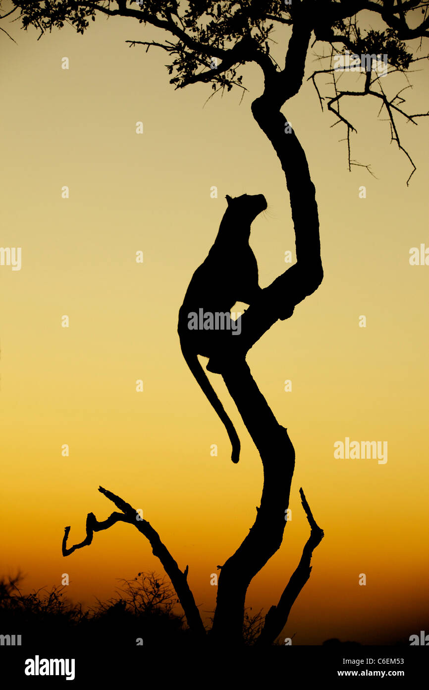 Leopard Silhouette High Resolution Stock Photography and Images - Alamy