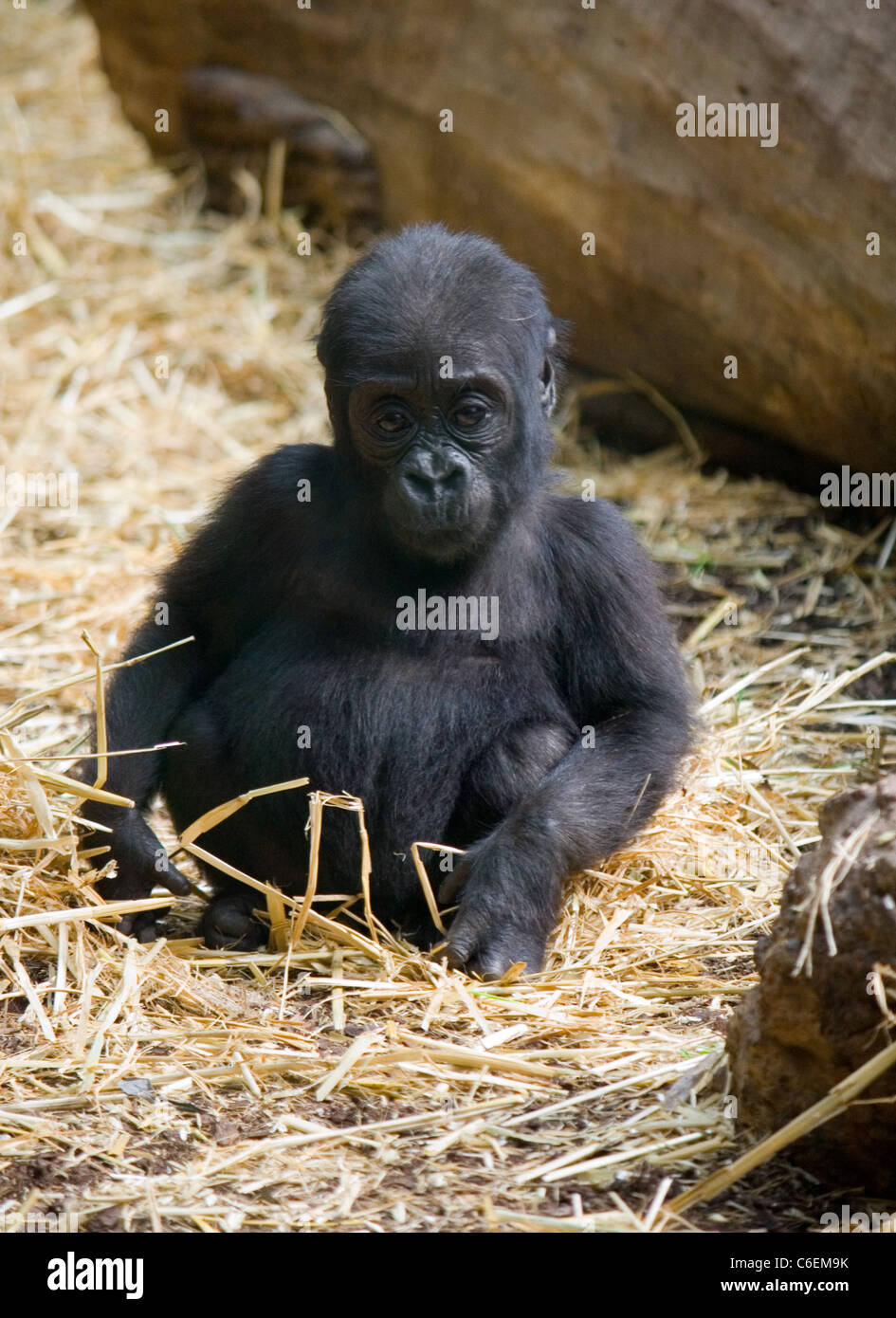 Gorilla baby hires stock photography and images Alamy