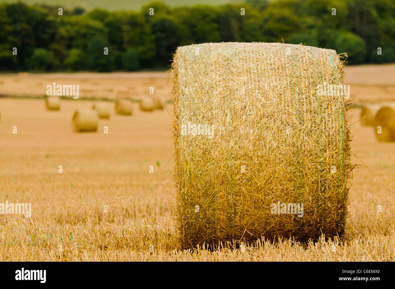 Large bales of hay in a field after harvesting Stock Photo