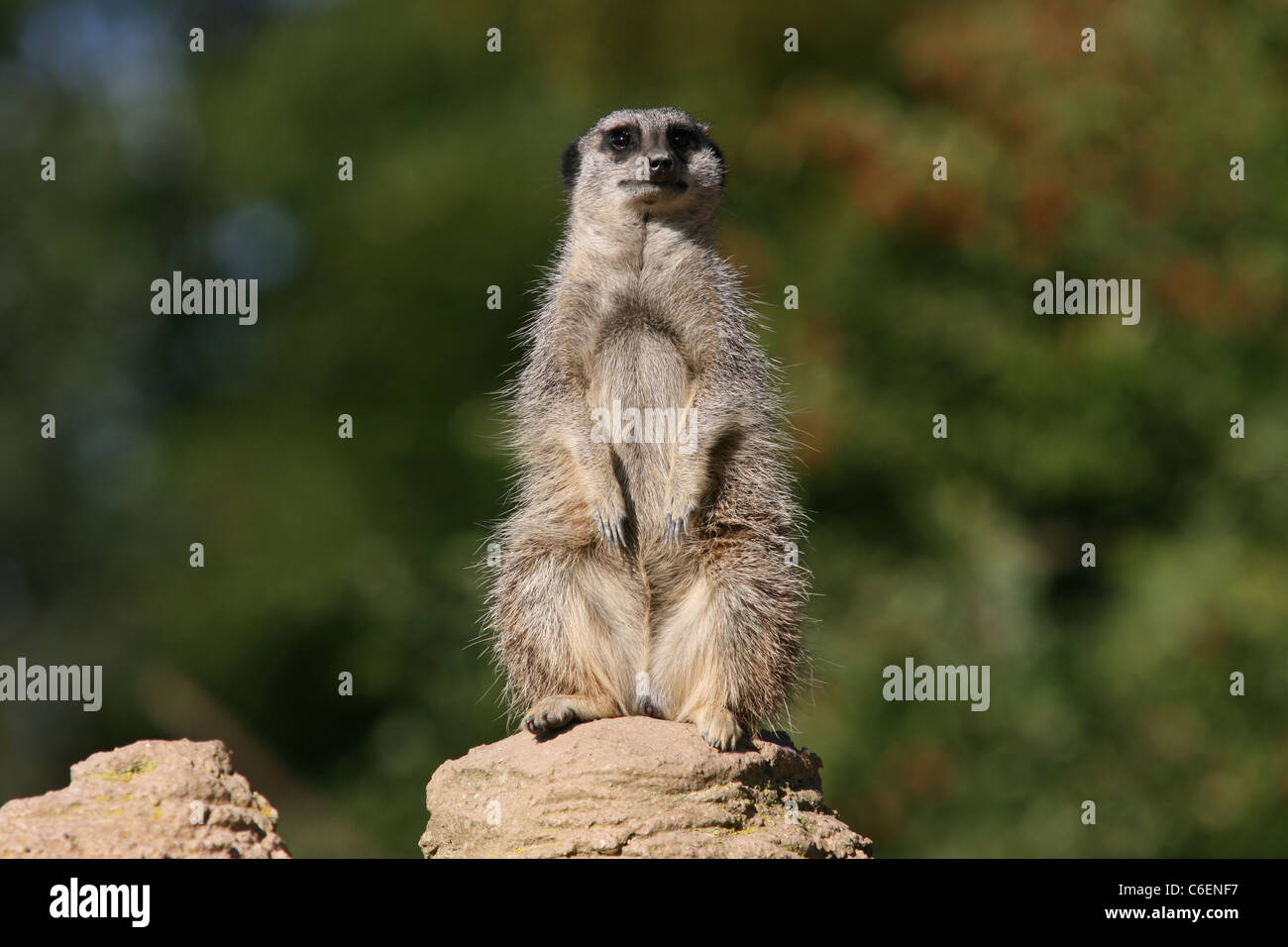 Meerkat at Whipsnade Zoo Stock Photo