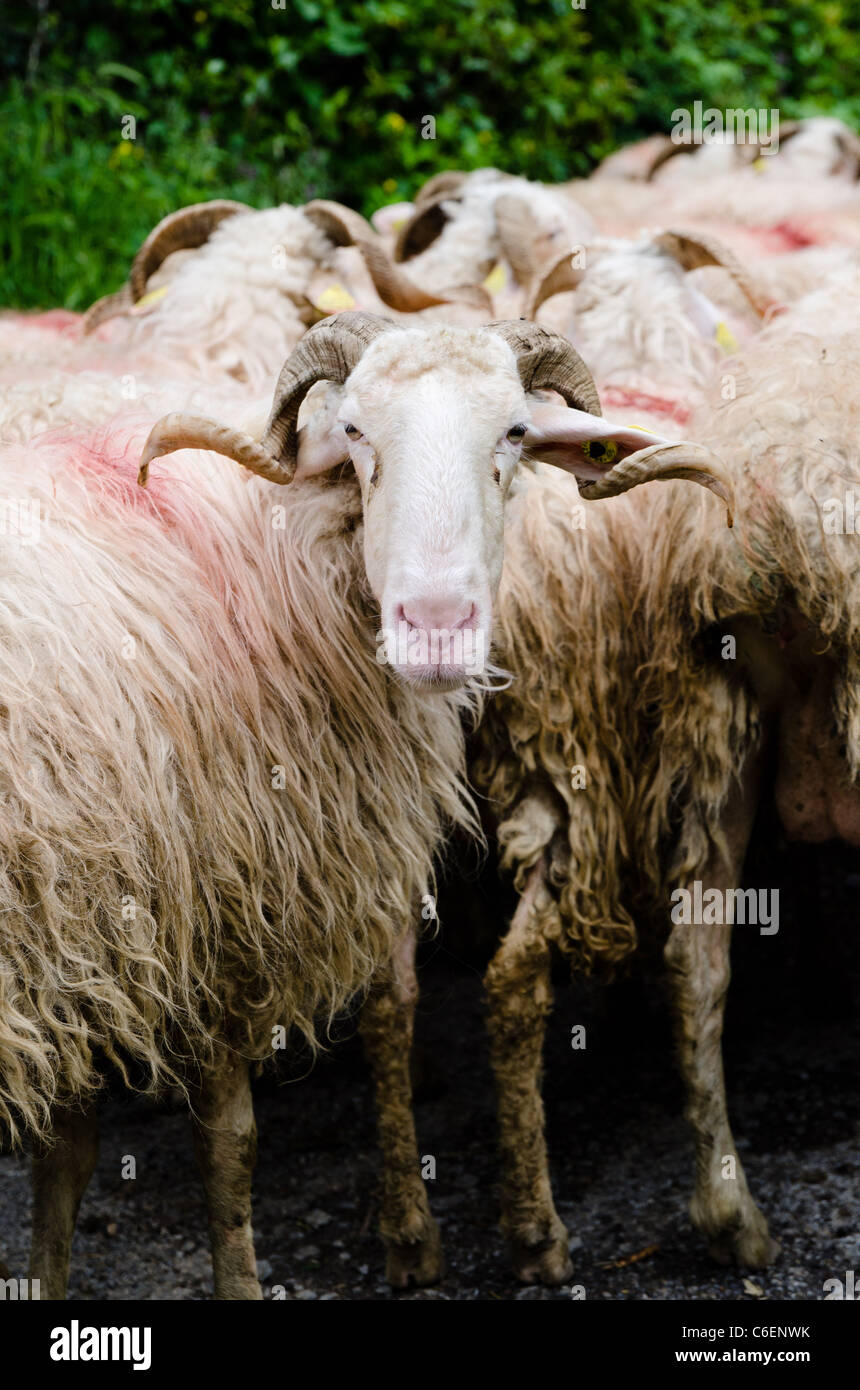 Flock of sheep in the mountains Stock Photo - Alamy