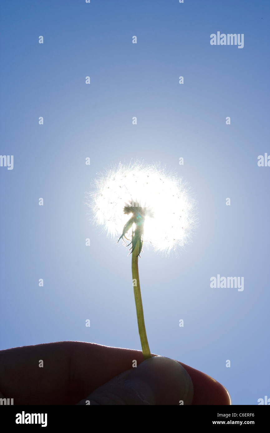 Sun light through dandelion hi-res stock photography and images - Alamy