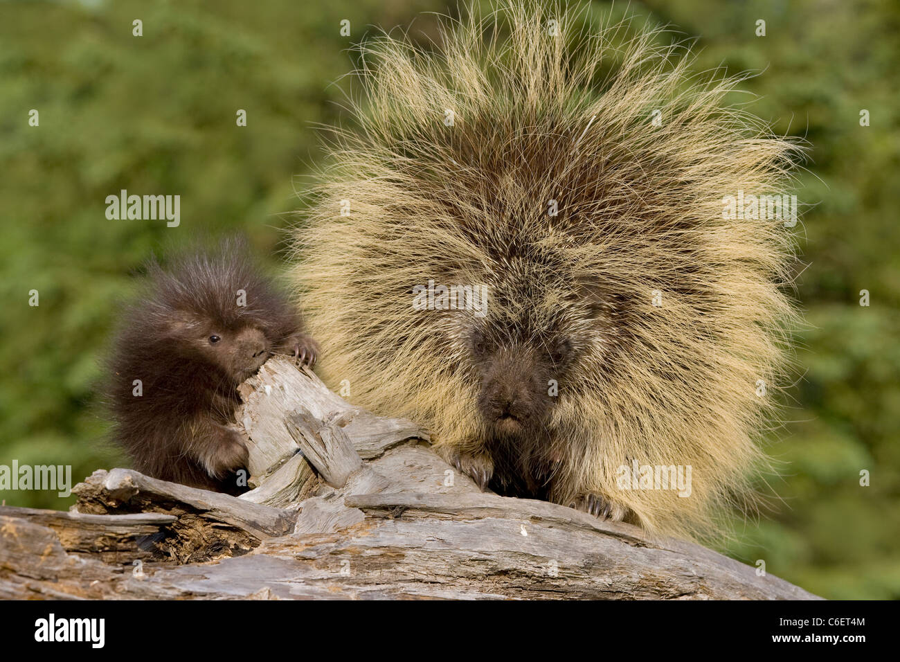 Porcupine, North American Stock Photo