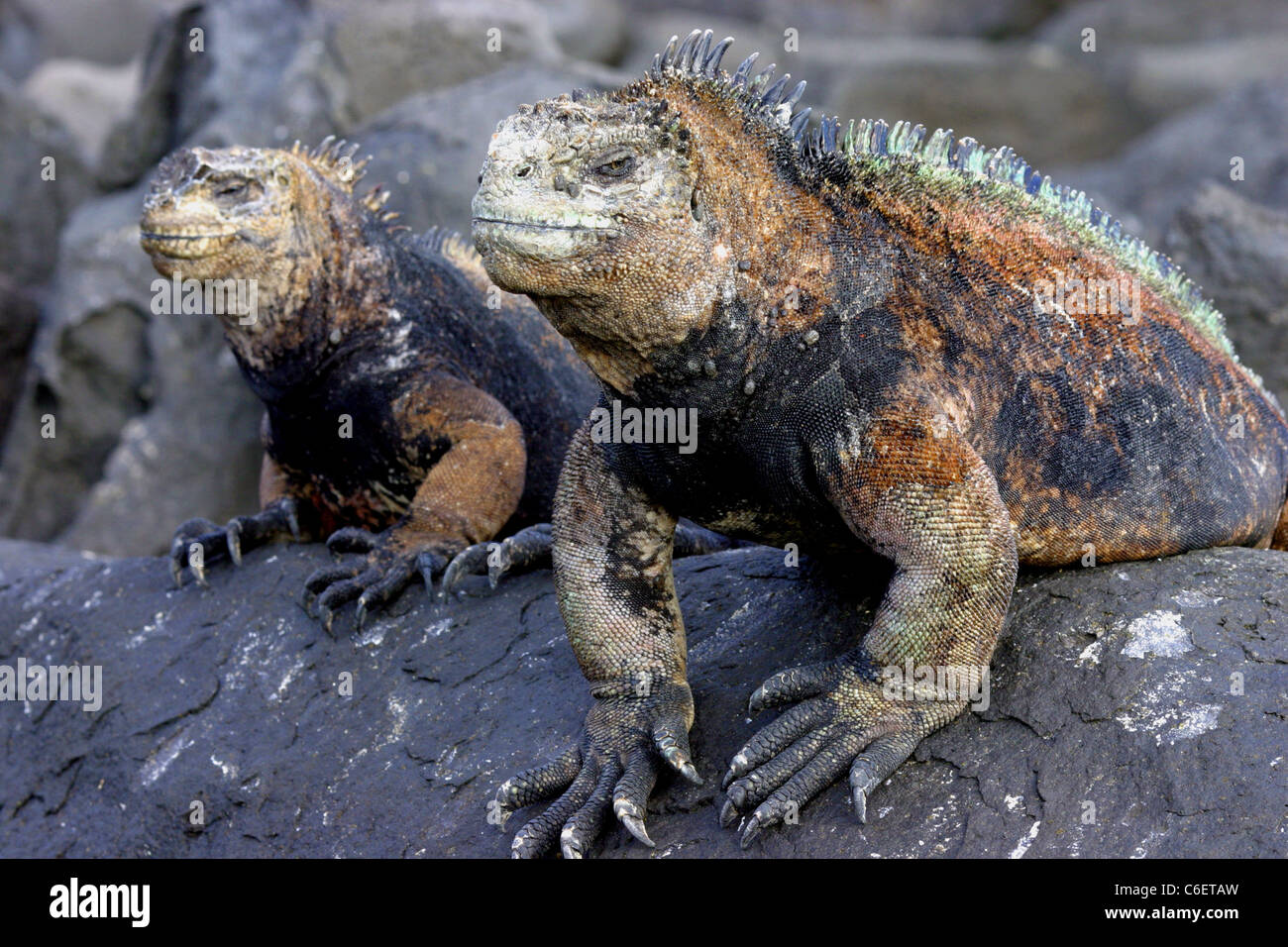Sheding skin hi-res stock photography and images - Alamy