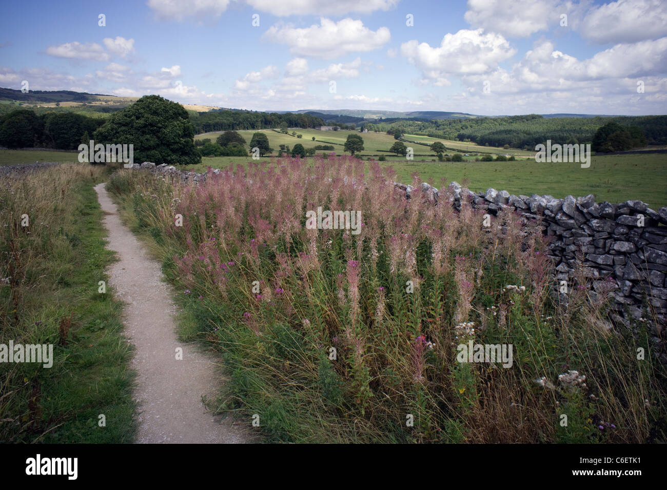 Wet mix stone footpath and willowherb looking over Hassop in Derbyshire Stock Photo