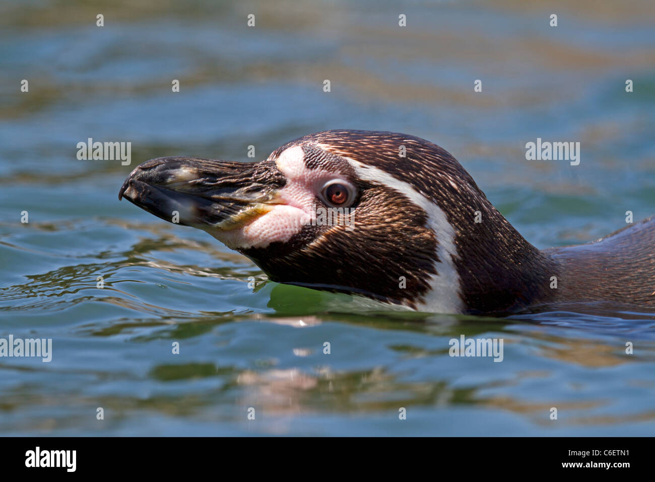 Humboldt penguin in the water  (Spheniscus humboldti) Stock Photo