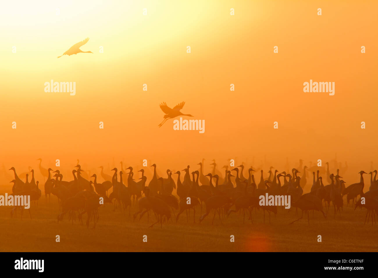 Common Cranes with dawn (Grus grus) Stock Photo