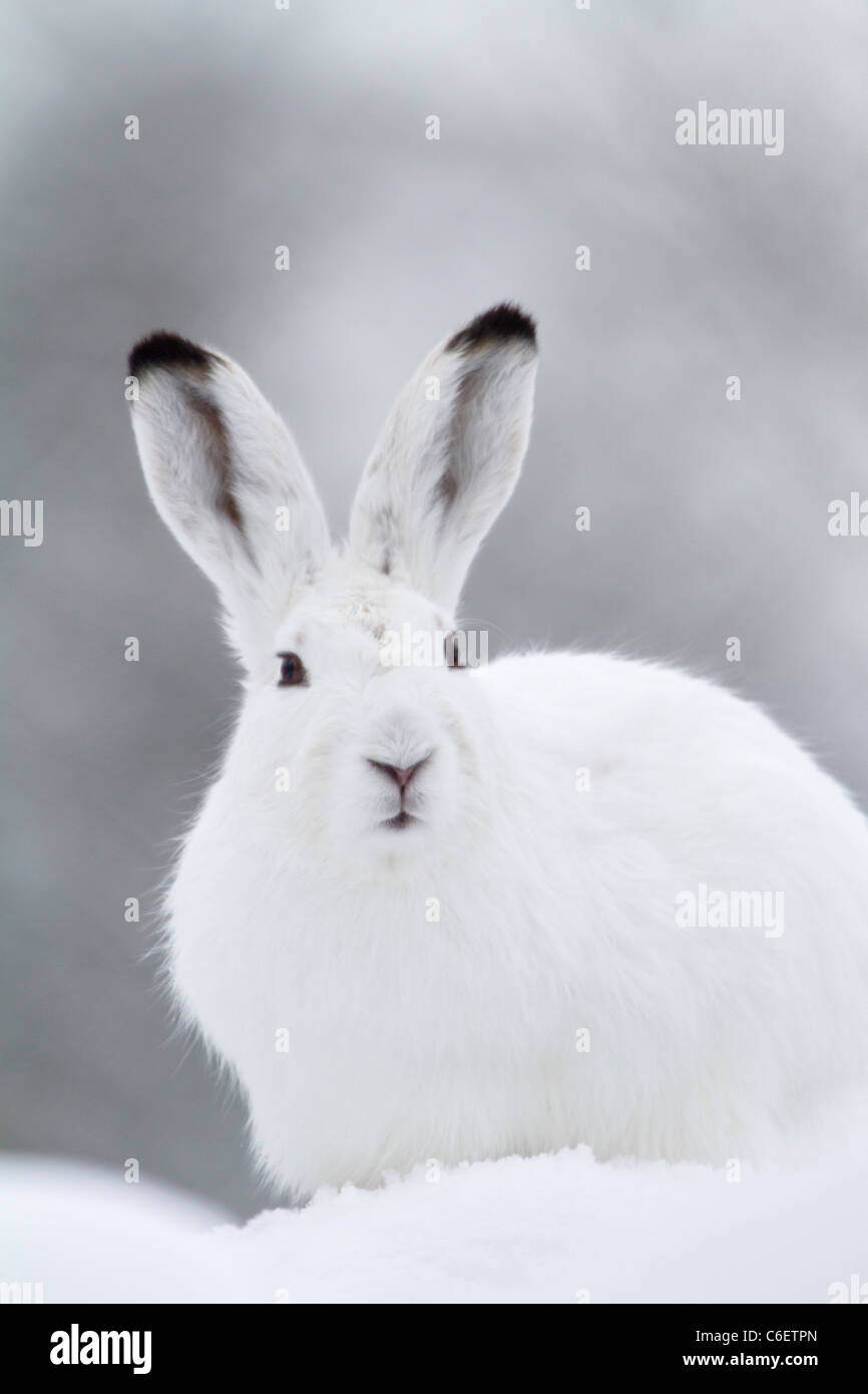 Mountain hare in the snow  (Lepus timidus) Stock Photo