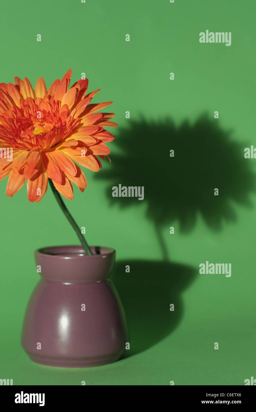 Flower with shadow in vase Stock Photo Alamy