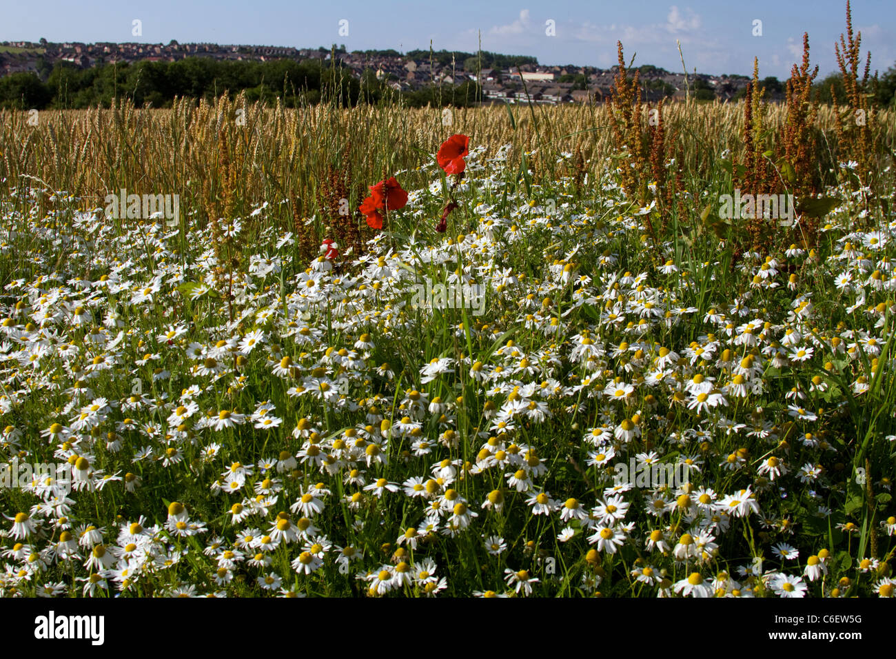 Wildlife friendly wildflowers hi-res stock photography and images - Alamy