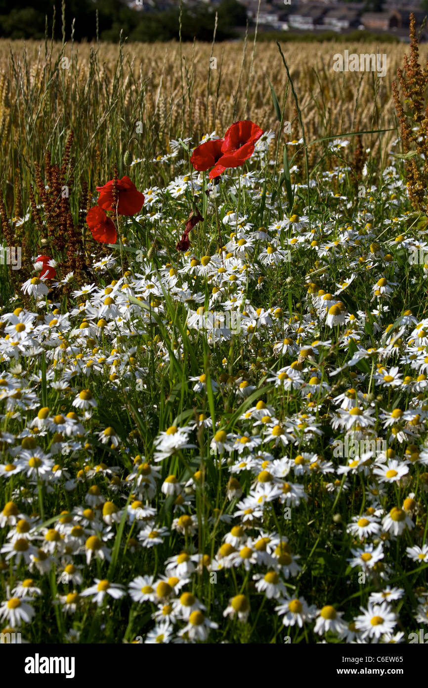 Wildflowers and wheat Stock Photo