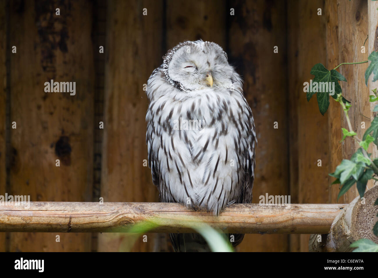 An owl sleeping. Taken at Chester Zoo. Stock Photo