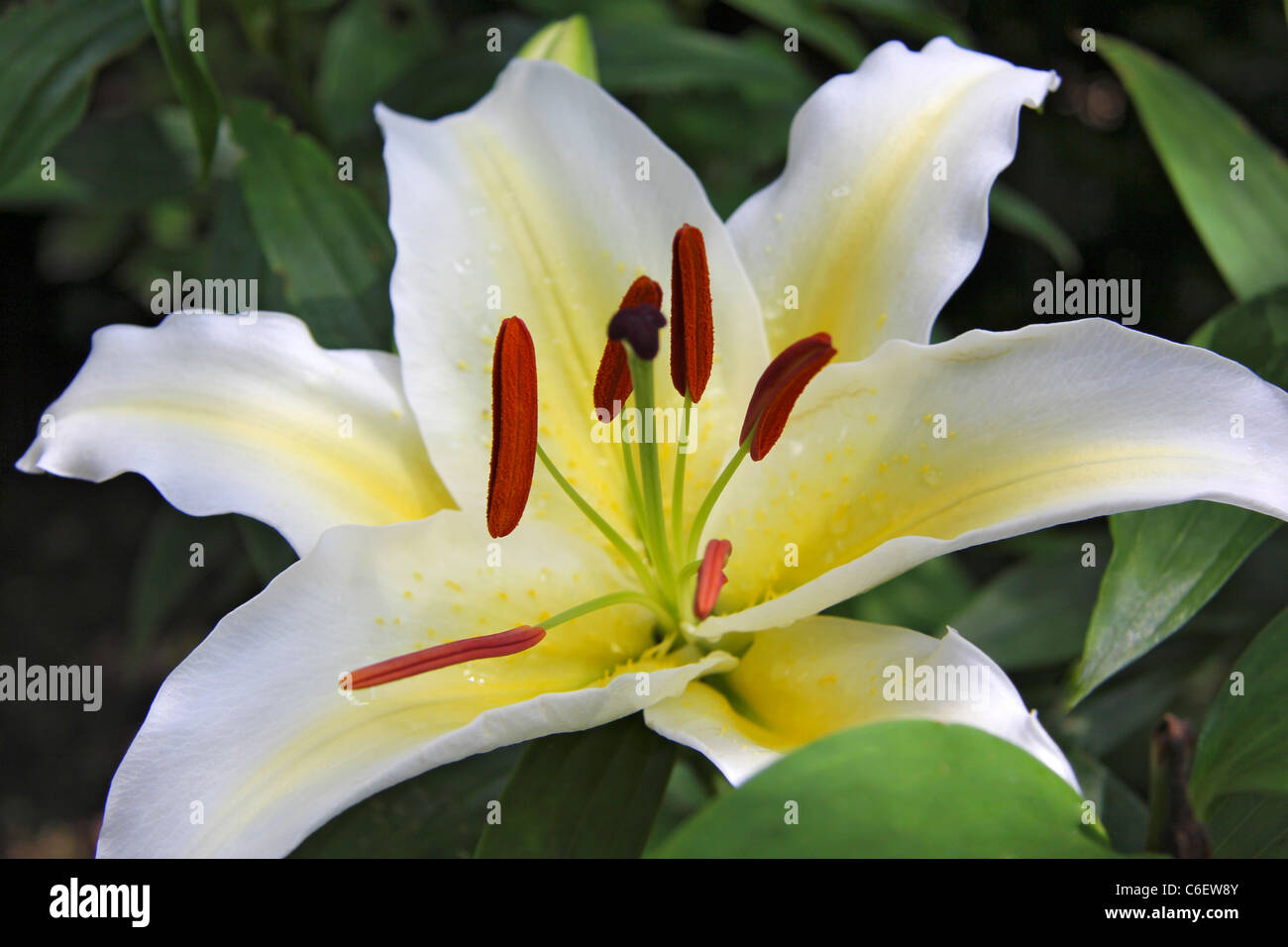 White lily, Lilium Regale Stock Photo
