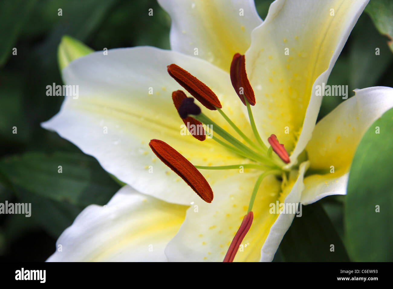 White lily, Lilium Regale Stock Photo